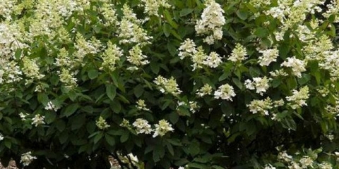 Hydrangea kyushu paniculata - opis, sadnja i njega